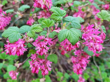 Ribes sanguineum "King Edward VII" - (Blutjohannisbeere),